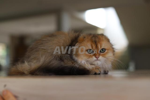 بريطاني وشوتلندي لونغهير بسلالة