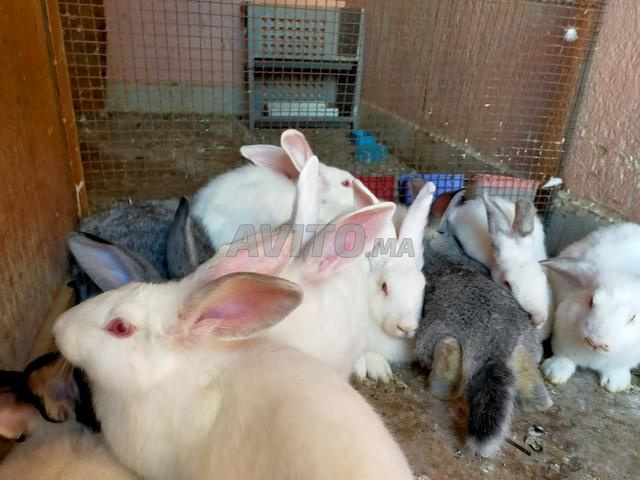 Lapins pour l'élevage et la consommation - 2