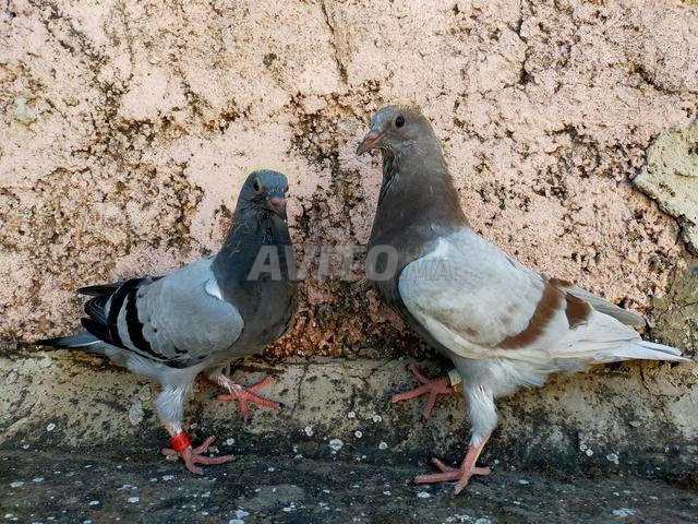 Petits oiseaux en bonne santé - 2