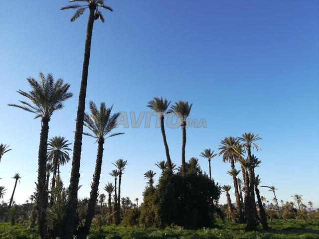 طريق سيدي يحيى النخيل مراكش - 2