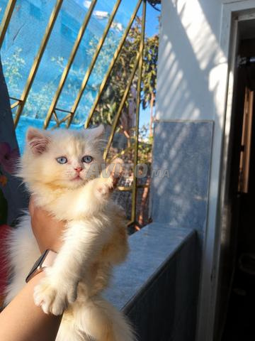قط فارسي أبيض بعيون زرقاء 🤍🐱 - 2
