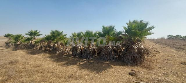4000 نخلة للبيع حمزة - 2