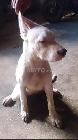 Chien Argentin à vendre