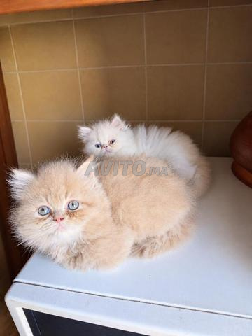 Chaton persan adorable