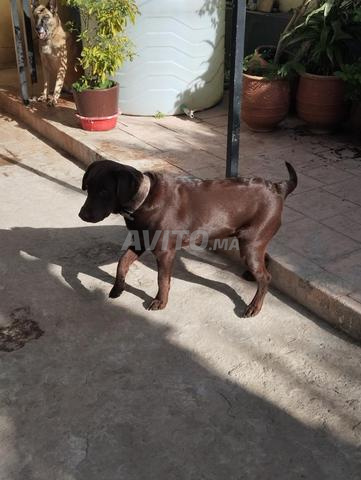 Labrador Retriever pedigree - 2