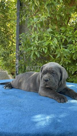 Cane Corso - 2