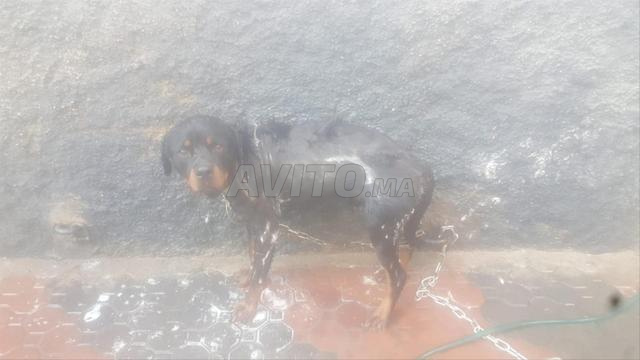 Rottweiler - 2