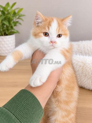 British Shorthair 💯 pur