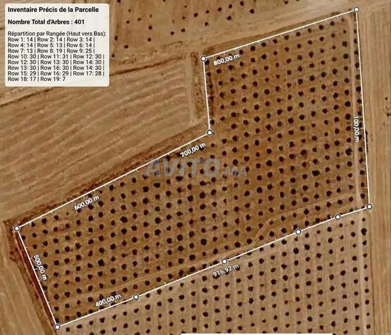 حصاد زيتون على الأشجار (400 شجرة زيتون) - 2