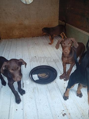 Doberman - 2