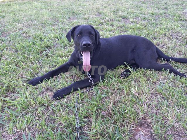 Labrador mâle