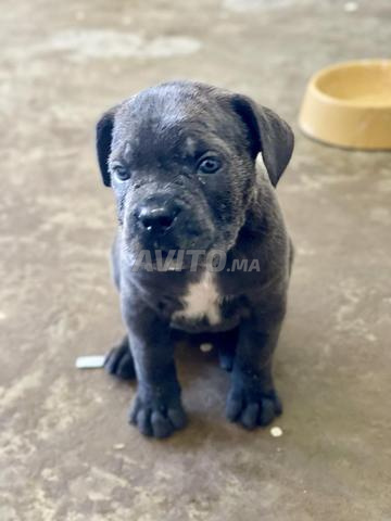 Femelle Cane Corso Gris bringé - 2