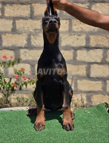 Dobermann de 6 mois avec pedigree - 2
