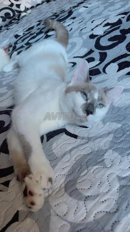 Chats à adopter