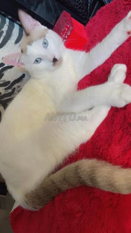 Chats à adopter - 2