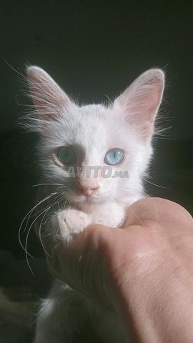 CHAT RAGDOL TURC - 2