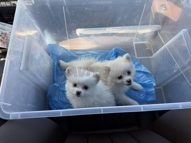 chiots de 3 mois - 2