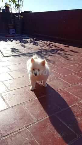 Chiot Spitz Pomeranian blanc - 2