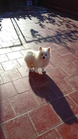 Chiot Spitz Pomeranian blanc - 2