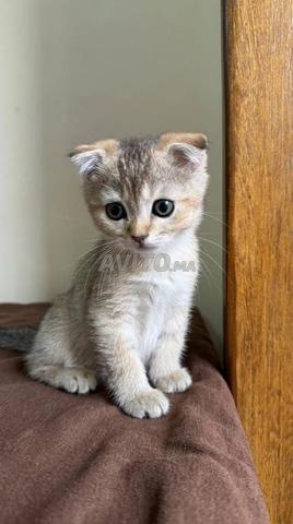 Scottish fold golden - 2