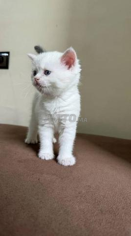 Femelle British Shorthair - 2