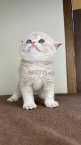 Mâle British Shorthair lilas - 2