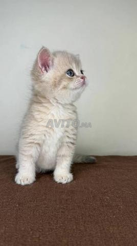 Mâle British Shorthair lilas - 2