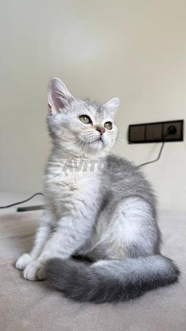 Femelle British Shorthair silver shaded - 2