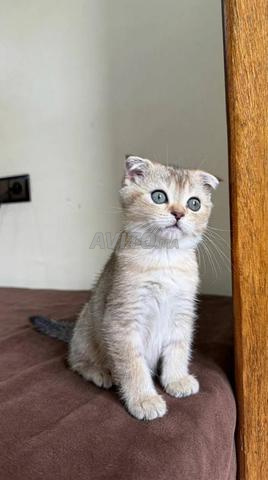 Scottish fold golden - 2