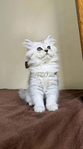 Mâle British Longhair - 2