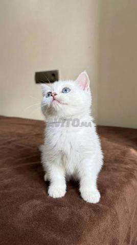 Femelle British shorthair blanche - 2