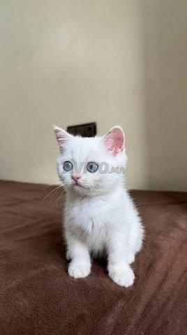 Femelle British Shorthair blanche - 2