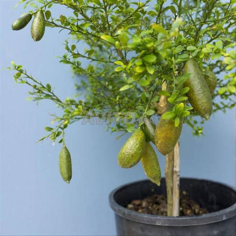 ليمون كافيار (Citrus australasica) - 2