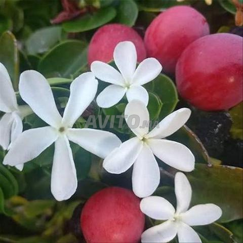 Carissa macrocarpa (pot 2L - pot 4L) - 2