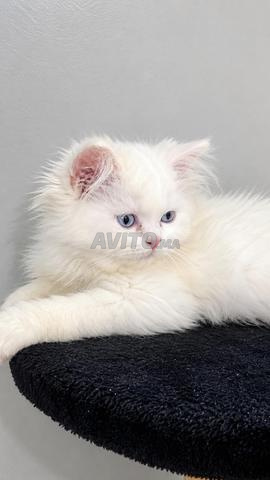 MAGNIFIQUE CHATON PERSAN BLANC 👑🤍 - 2