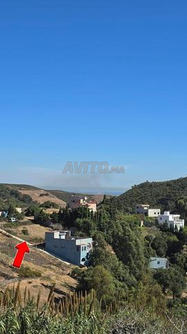 Terrain 550m Bni Mezala Fnideq - 2