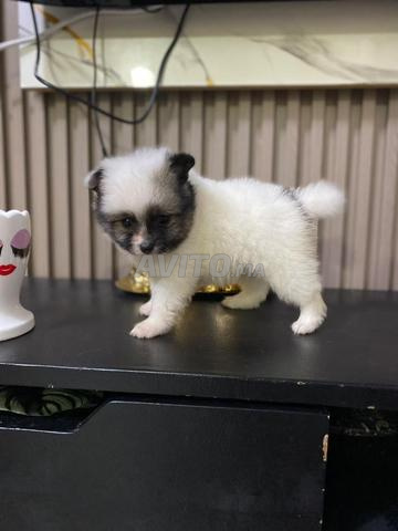 Magnifique chiot Spitz Nain (Loulou de Poméranie) - 2