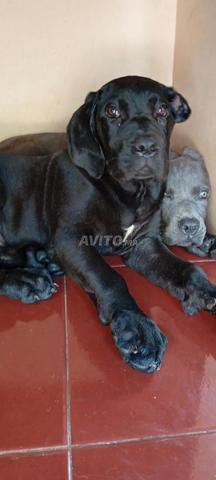 Chiots Cane Corso grande taille 2 mois et 7 jours - 2