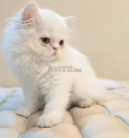 قطة فارسية رائعة نقية عمرها شهرين 🐱 - 2