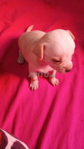 Chihuahua toy en bonne santé - 2