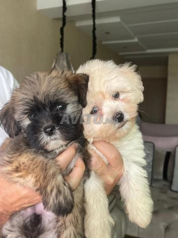 Bichon propre en bonne santé - 2