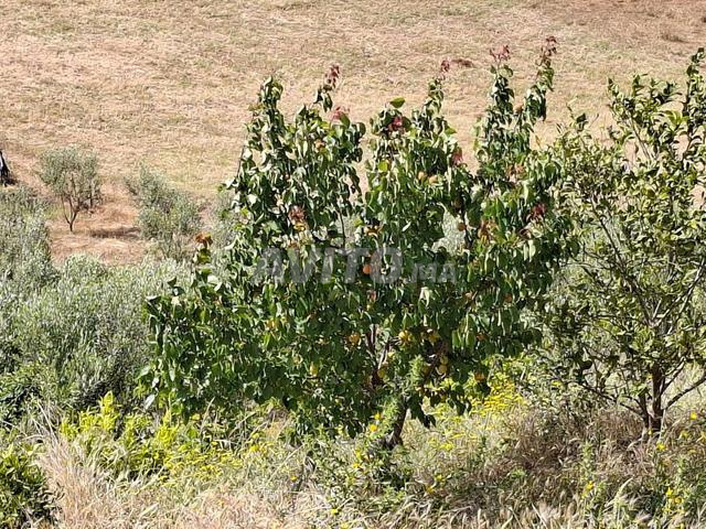 أرض فلاحية - 2