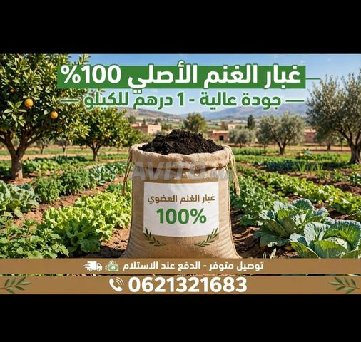 غبار الغنم الأصلي