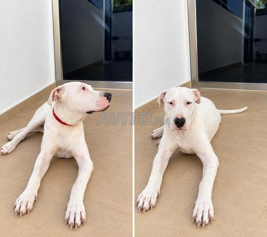 Chien dog argentin 🐶 - 2