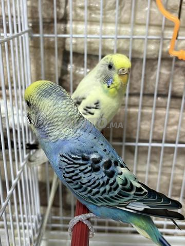 Oiseaux perruches - 2