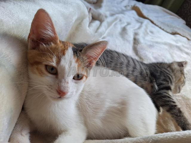 Chatte femelle
