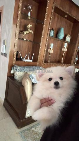 Chien spitz pure race - 2