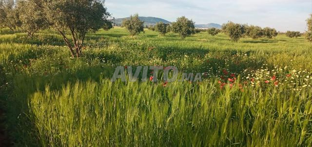 حصاد زيتون على الأشجار (400 شجرة زيتون)