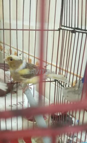 أنثى الكناري جاهزة 2 - 2