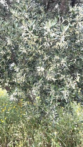 Ferme irriguée à louer près de Casablanca